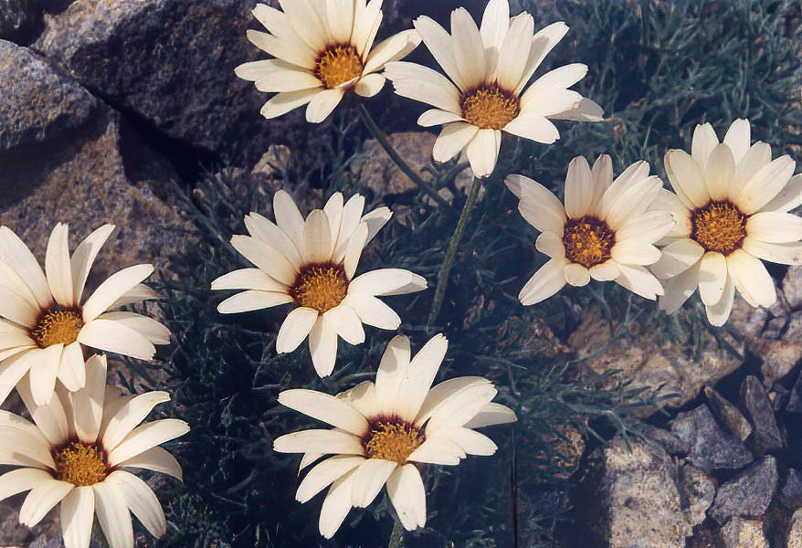 Rhodanthemum catananche in bloom on rocky scree of the High Atlas in Morocco